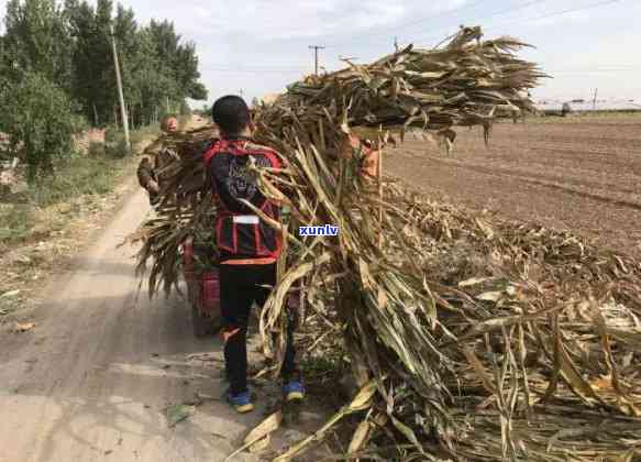 北方有玉米吗？探究玉米在北方的种植与产量情况