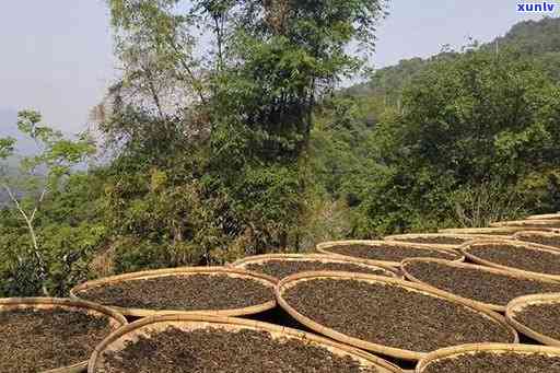 古茶源茶厂的茶如何存，古茶源茶厂茶叶存指南：让每一杯茶都保持口感