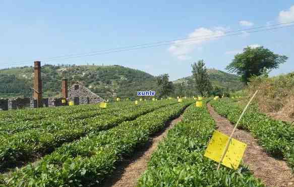 西横县的茶厂，探寻西横县顶级茶叶：揭秘的茶厂