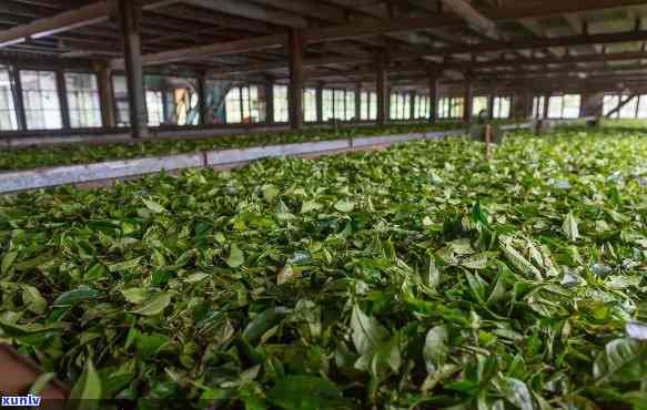 西横县的茶厂，探寻西横县顶级茶叶：揭秘的茶厂