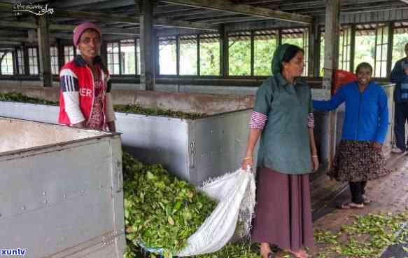 西横县的茶厂，探寻西横县顶级茶叶：揭秘的茶厂