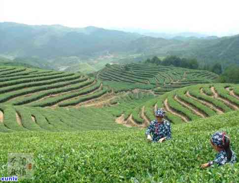 政和哪家茶厂比较好-政和茶厂排名