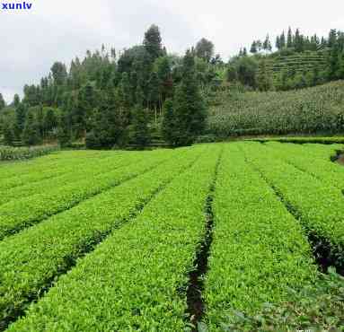 云县优质茶厂全览：寻找好茶的选择