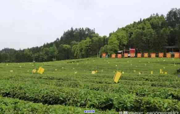 四川雅安有哪些茶厂名称，探索四川雅安的茶文化：揭秘当地知名茶厂名称