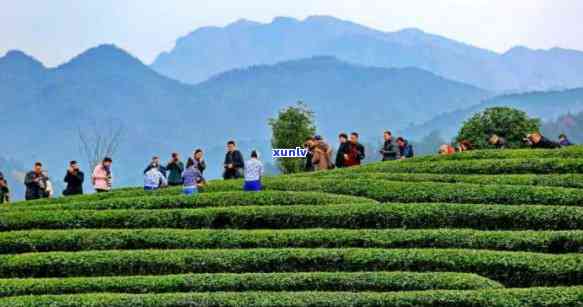 雅安顶山茶文化，探秘中国茶文化的瑰宝：雅安顶山茶文化