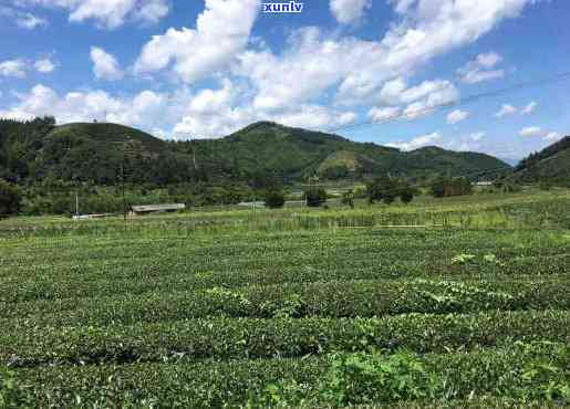 芦溪乡义顺安茶厂地址及联系方式