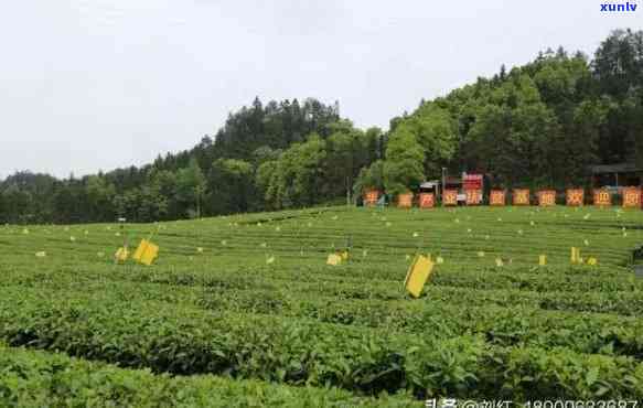 益阳大型茶厂全览：哪些是值得了解的？