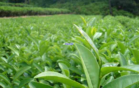 永春县魁斗莉芳茶厂 *** 号码是多少？