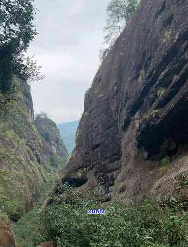 武夷山市岩木韵茶厂-武夷山市岩木韵茶厂地址