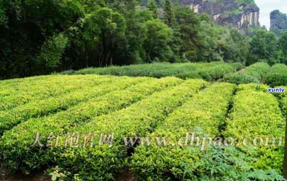 武夷山市岩木韵茶厂-武夷山市岩木韵茶厂地址