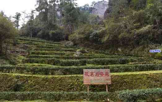 武夷山御谷兰茗茶厂-武夷山御谷兰茗茶厂地址