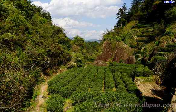 牛栏坑有多少家茶厂-牛栏坑有多少家茶厂啊