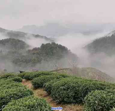 兴业县山心云雾茶厂地址及联系方法