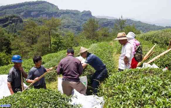 90年代老茶砖价格多少，寻找旧时光：90年代老茶砖市场价格解析