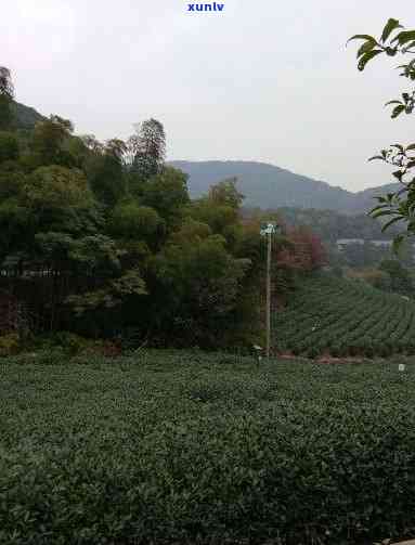 溧水家边灵峰茶厂怎么样？请给出详细评价。