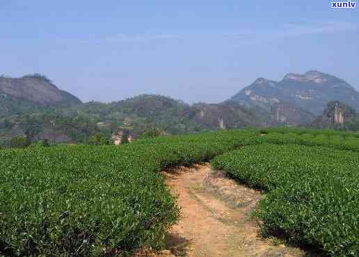 武夷山市红袍王茶厂地址，寻找好茶？来武夷山市红袍王茶厂！