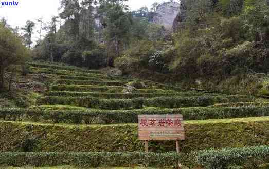 武夷山市红袍王茶厂地址，寻找好茶？来武夷山市红袍王茶厂！