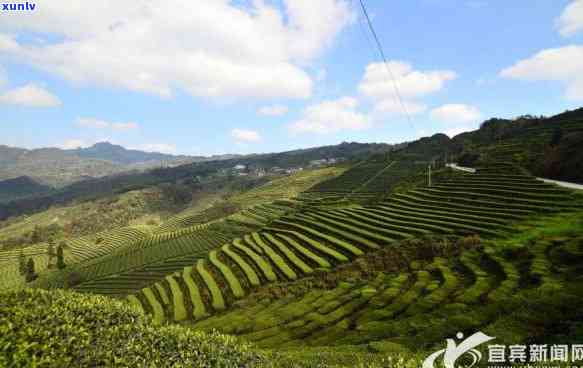 珙县石碑乡永兴茶厂-珙县石碑乡永兴茶厂地址