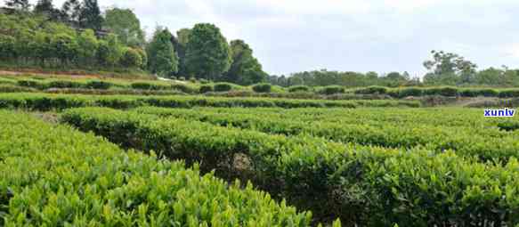 珙县石碑乡永兴茶厂-珙县石碑乡永兴茶厂地址