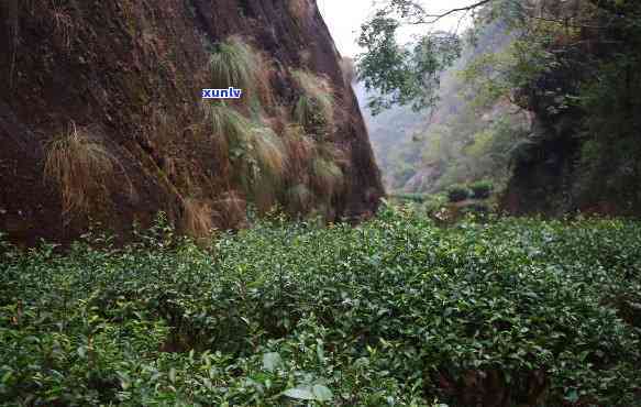 武夷山正岩坑涧茶厂简介：地址、图片一网打尽！