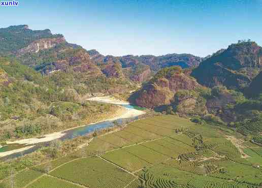 武夷山九曲源生态茶园，探秘自然瑰宝：武夷山九曲源生态茶园之旅