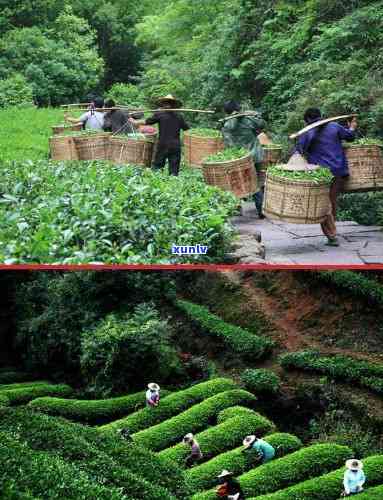 慧苑茶厂的孝文家茶-慧苑茶厂和孝文家茶