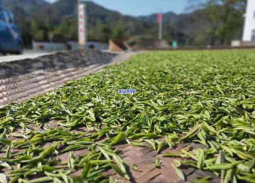 高山源茶厂金芽贡饼怎么样，「高山源茶厂」金芽贡饼：品味历与自然的交融