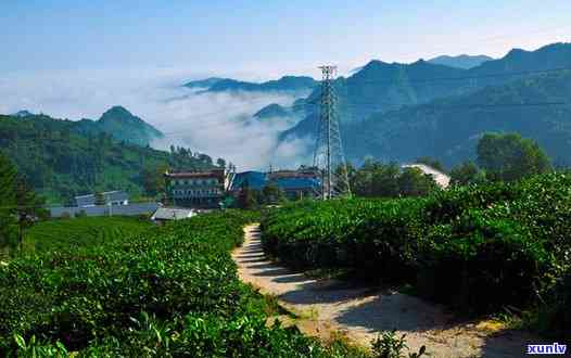 竹溪龙王垭茶厂海拔高度是多少？探究其地理环境对茶叶品质的影响