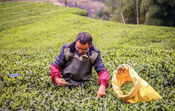 茶农怎么才能够把茶叶卖出去