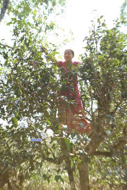 景迈茶属于哪个产区，揭秘中国茶叶产地：景迈茶属于哪个产区？