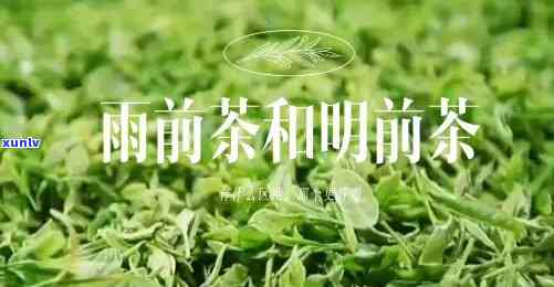 雨前和明后茶的区别-雨前茶和明后茶的区别