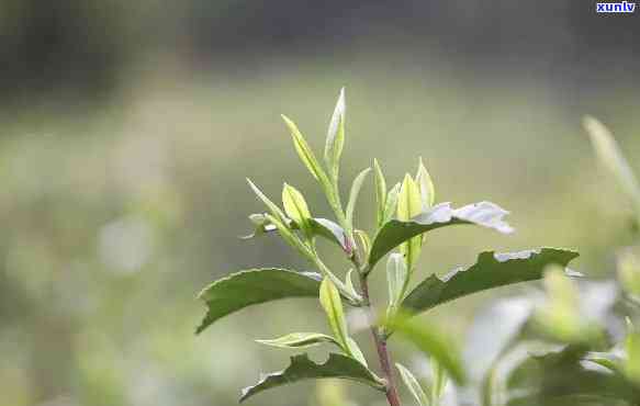 春茶与雨前茶有何区别？从口感、采摘时间等方面解析