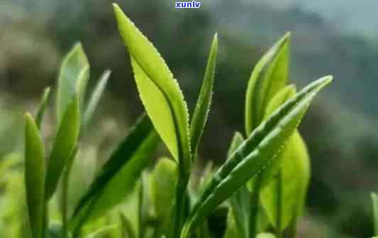 雨前茶是春茶，春日珍品：雨前茶的美味与独特之处