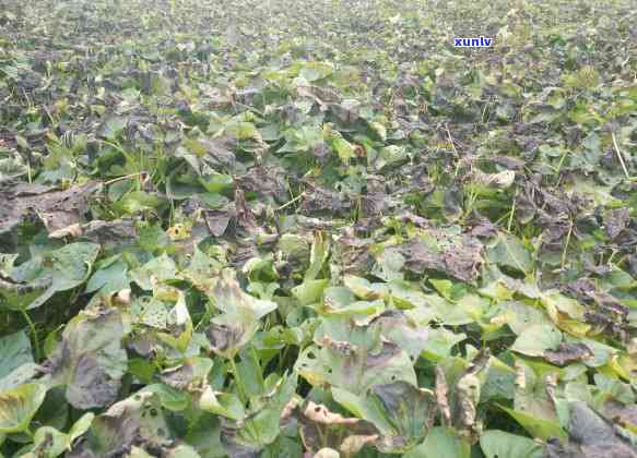 霜叶茶和叶茶区别，探讨霜叶茶与普通叶茶的区别