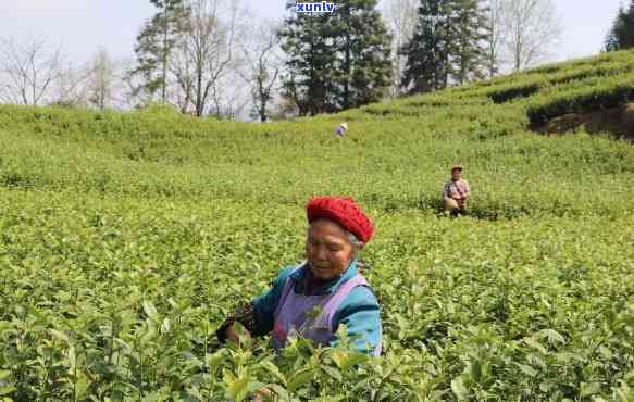 贵州沿河古树茶，探秘中国古老茶文化：贵州沿河古树茶的传说与魅力