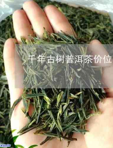 沿河千年古茶多少钱-沿河千年古茶