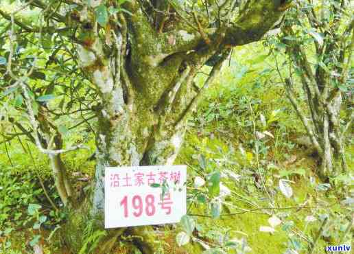 沿河千年古茶多少钱-沿河千年古茶