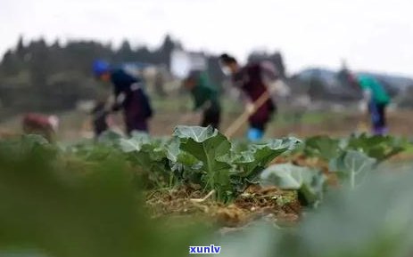 探索中国五大茶的特点：口感、产地、功效等全面解析