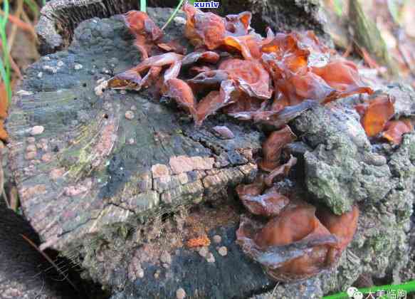 黄龙玉原石照片：形状、颜色及特征全解析