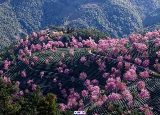 无量山是哪个茶区的-无量山是哪个茶区的景点