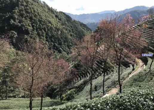 无量山属于什么茶区类型，探究无量山的茶区类型：揭秘其独特之处