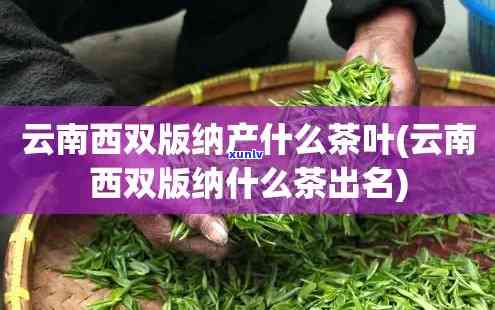 西双版纳产茶的种类，探秘西双版纳：了解当地丰富的茶叶品种