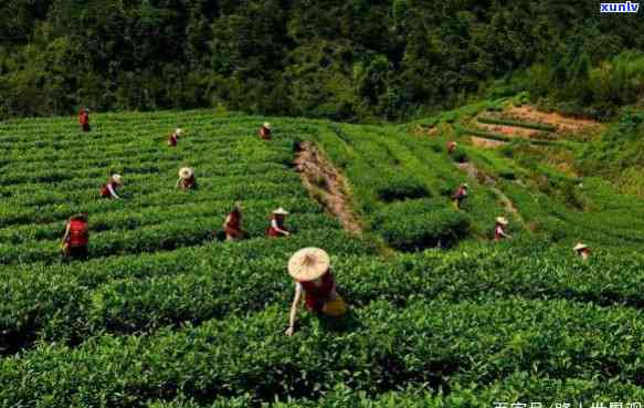 中国名茶之乡是哪里的，揭秘中国名茶之乡，探寻优质茶叶的诞生地