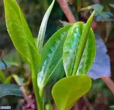 西双版纳哪个山的茶，探寻西双版纳名优茶叶，哪个山的茶品质？