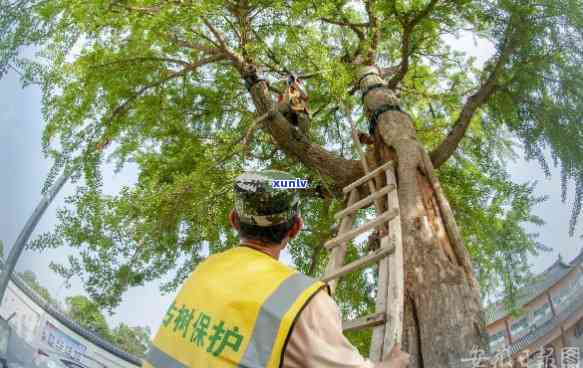 古树保护与养护措怎么写？详细步骤及案例分析