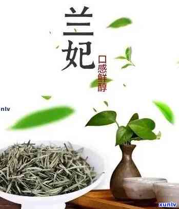 兰妃茶的功效与禁忌-兰妃茶的功效与禁忌是什么