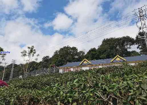 西双版纳品茶好去处：揭秘喝茶地点