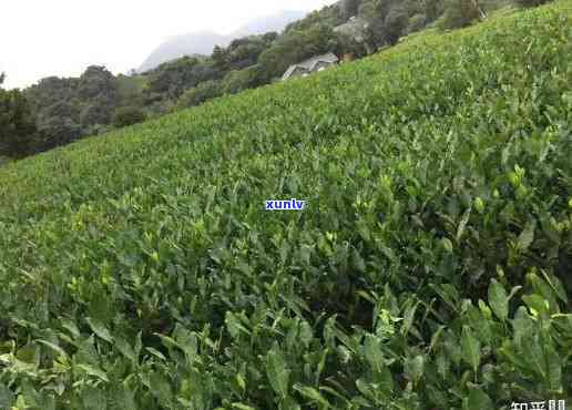 山青峰茶叶：是名茶还是普通的茶叶？