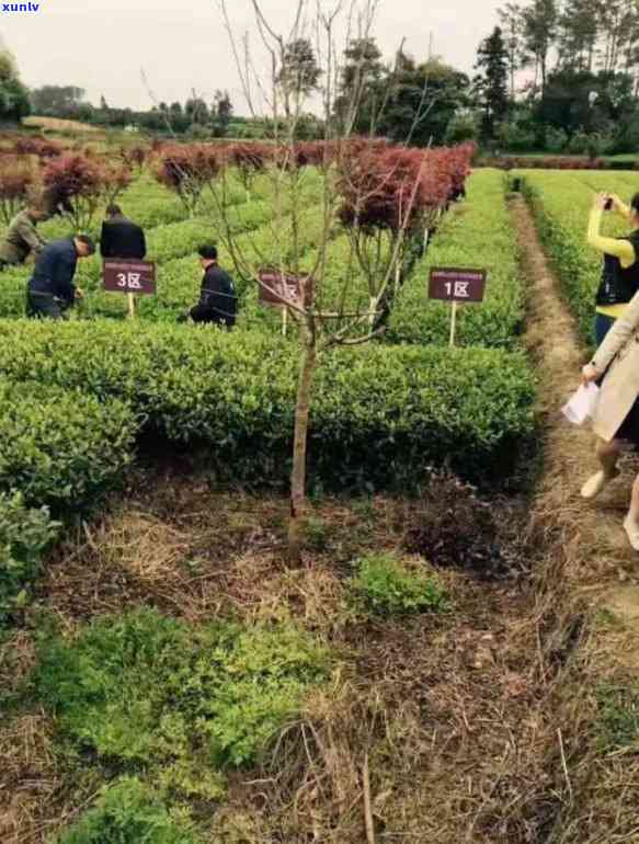 名山县顶山茶，探秘中国茶叶瑰宝：名山县顶山茶的故事与魅力