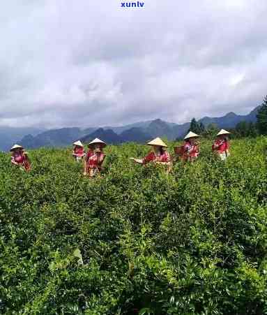 藤茶生产过程高清图片大全